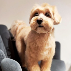 Салон груминга «Fluffy pet salon», фото-1