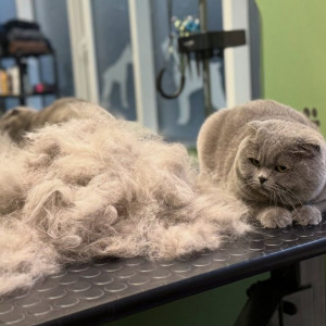 Салон груминга «Тsiryulnya pet», фото-1