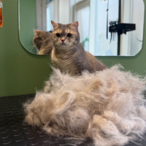 Салон груминга «Тsiryulnya pet», фото-2