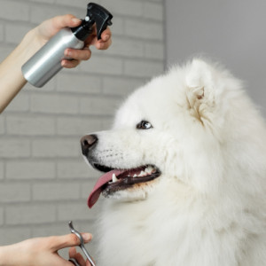 Тsiryulnya pet (Київ) - Салон грумінгу на вул. Василя Липківського, 37Б, фото-1